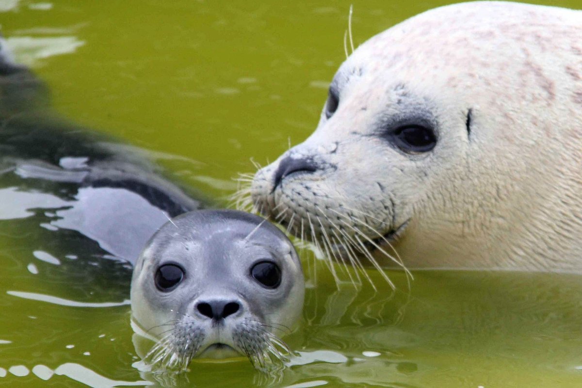 Питание нерпы Байкальской