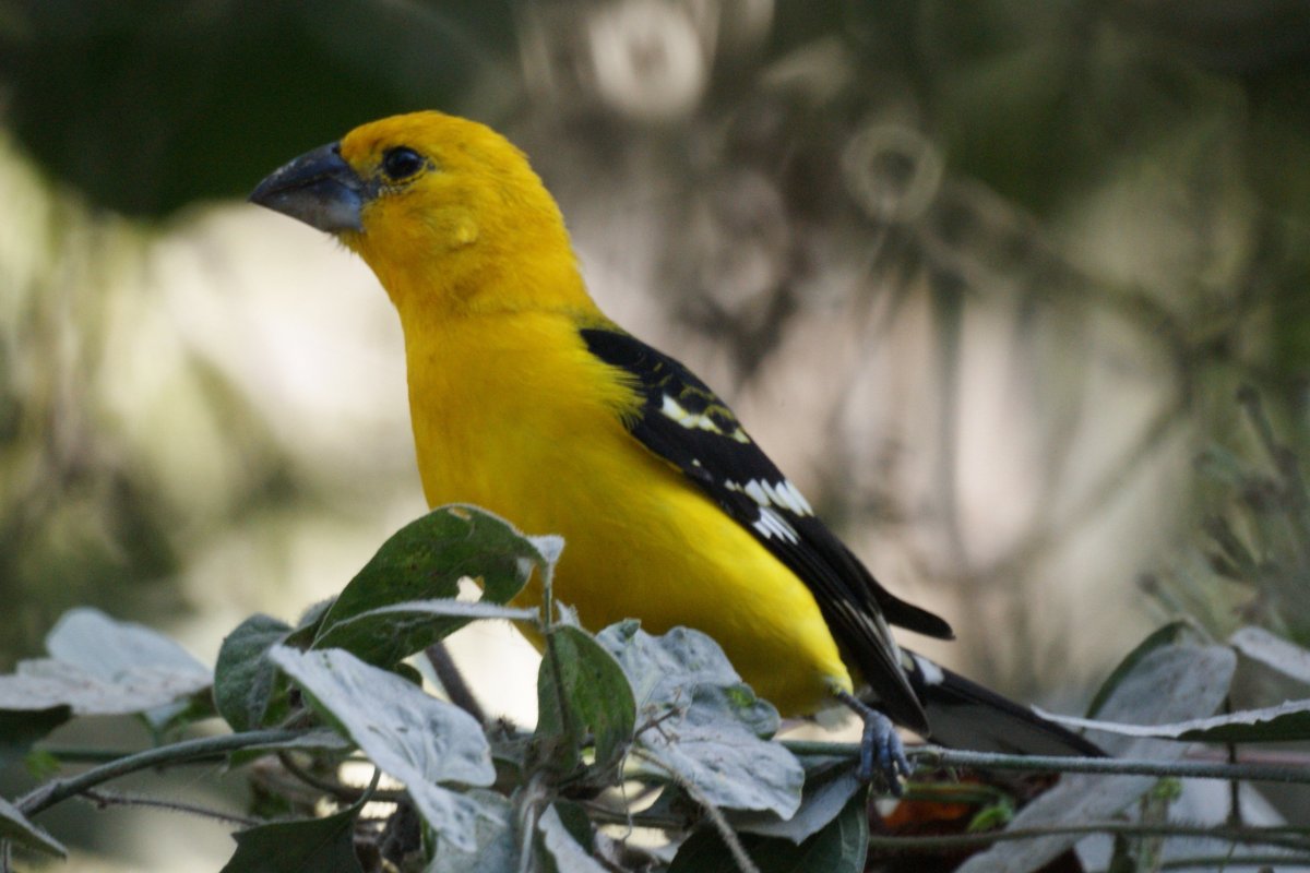 Ярко желтая птица с черными крыльями