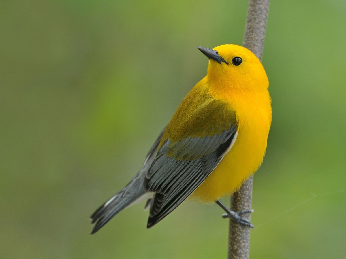 Yellow Warbler птица