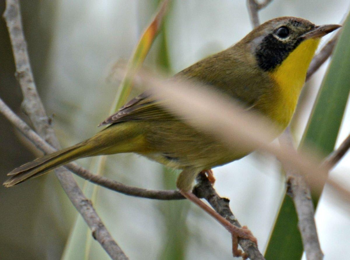 Желтогрудая птица