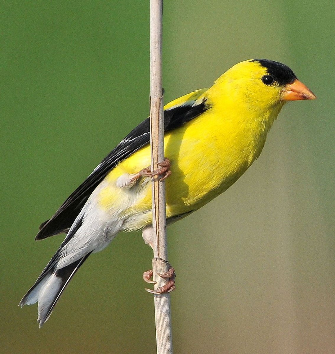 Eastern Goldfinch