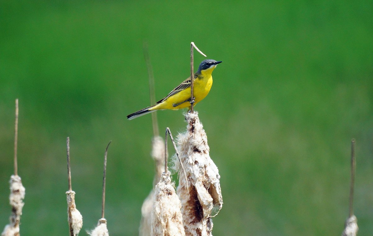 Жёлтая трясогузка в Подмосковье