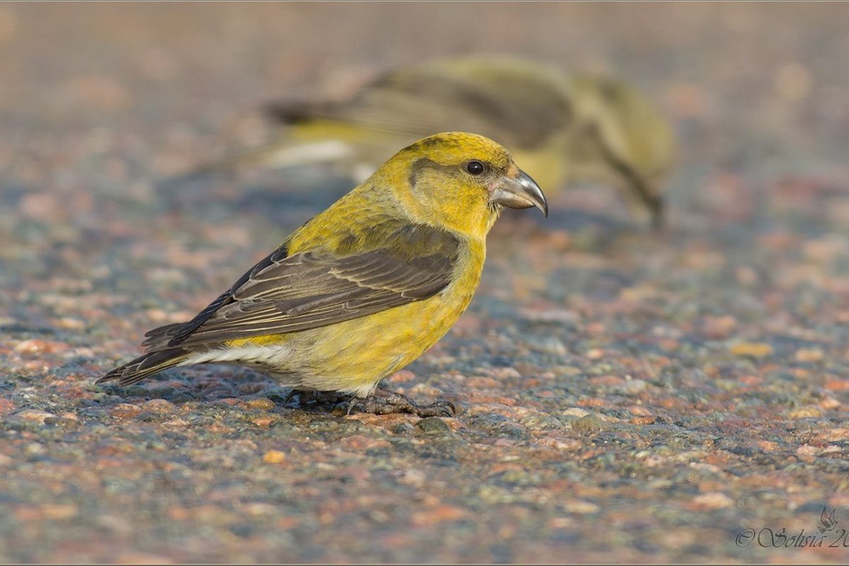 Клест желтая птица