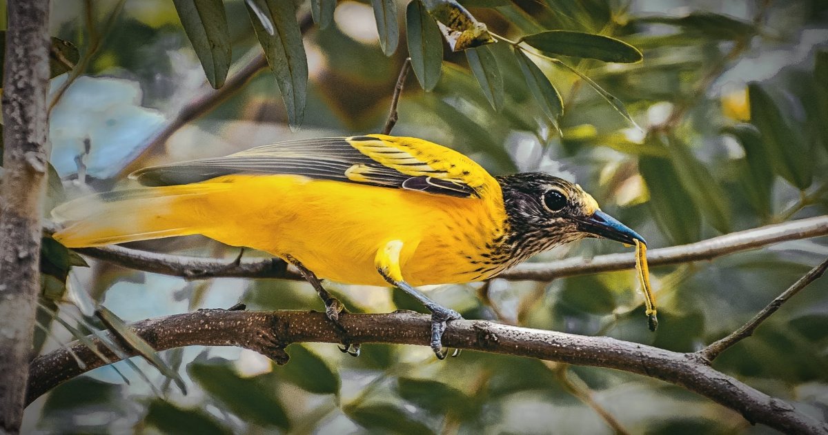 Желтая птица в Приморском крае