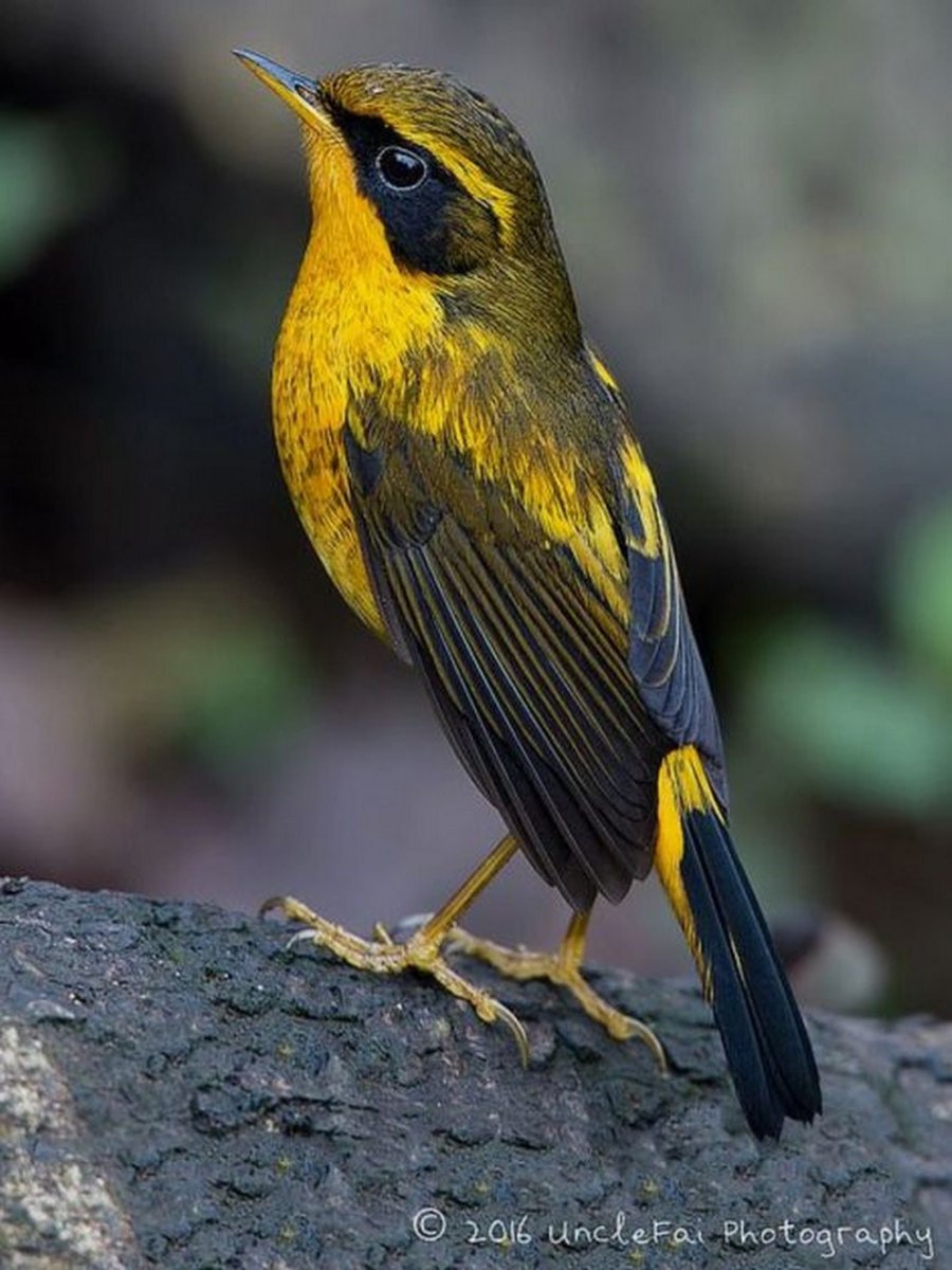 Ржавоголовый чёрный трупиал