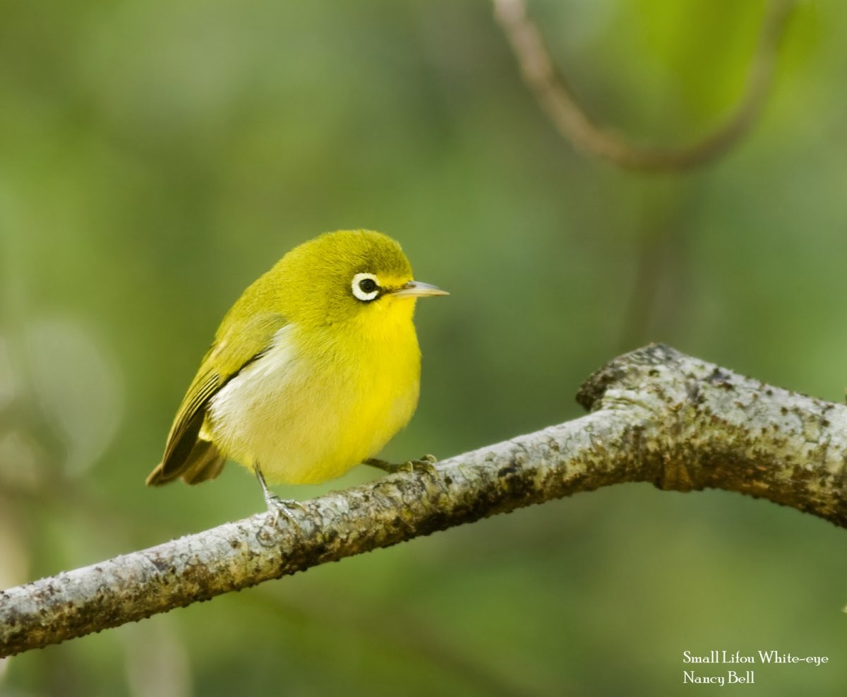 Птица с зеленой грудкой