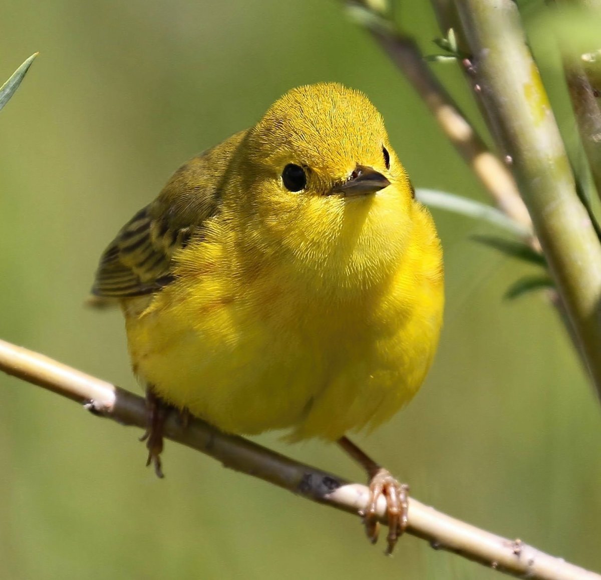 Yellow Warbler птица