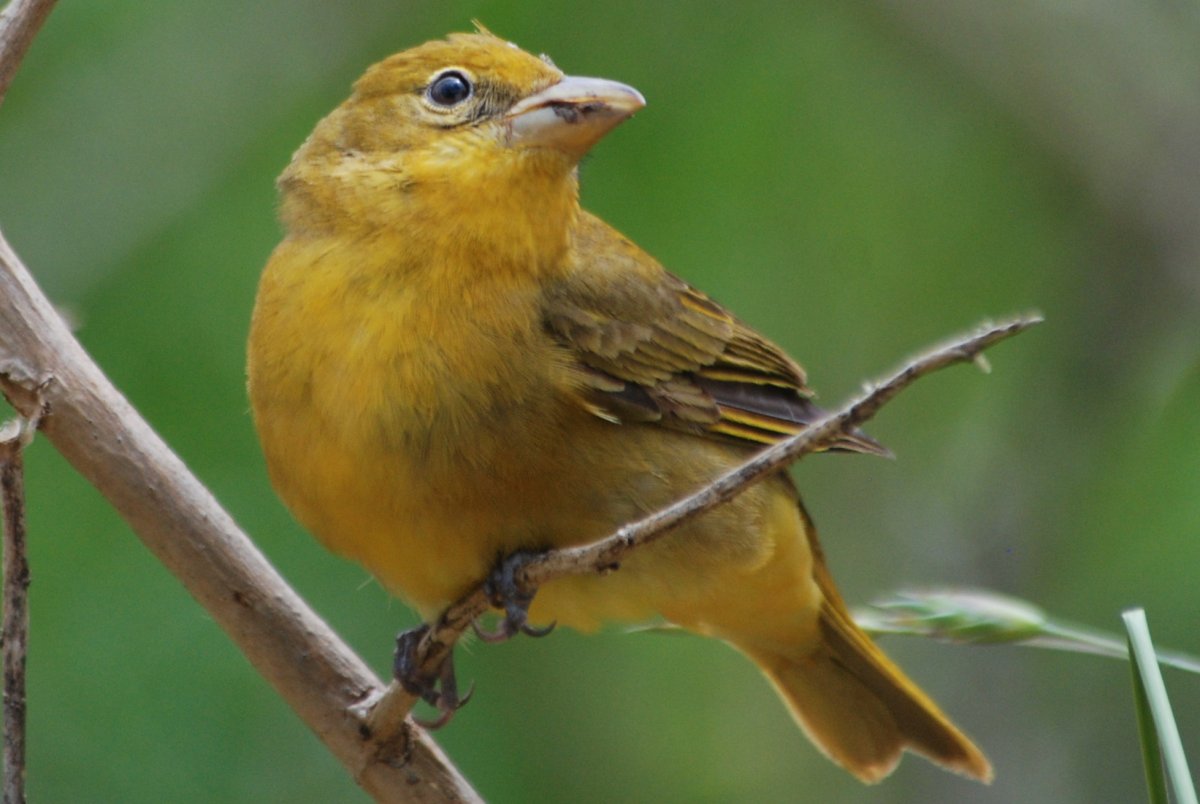 Желтая птичка похожая на воробья