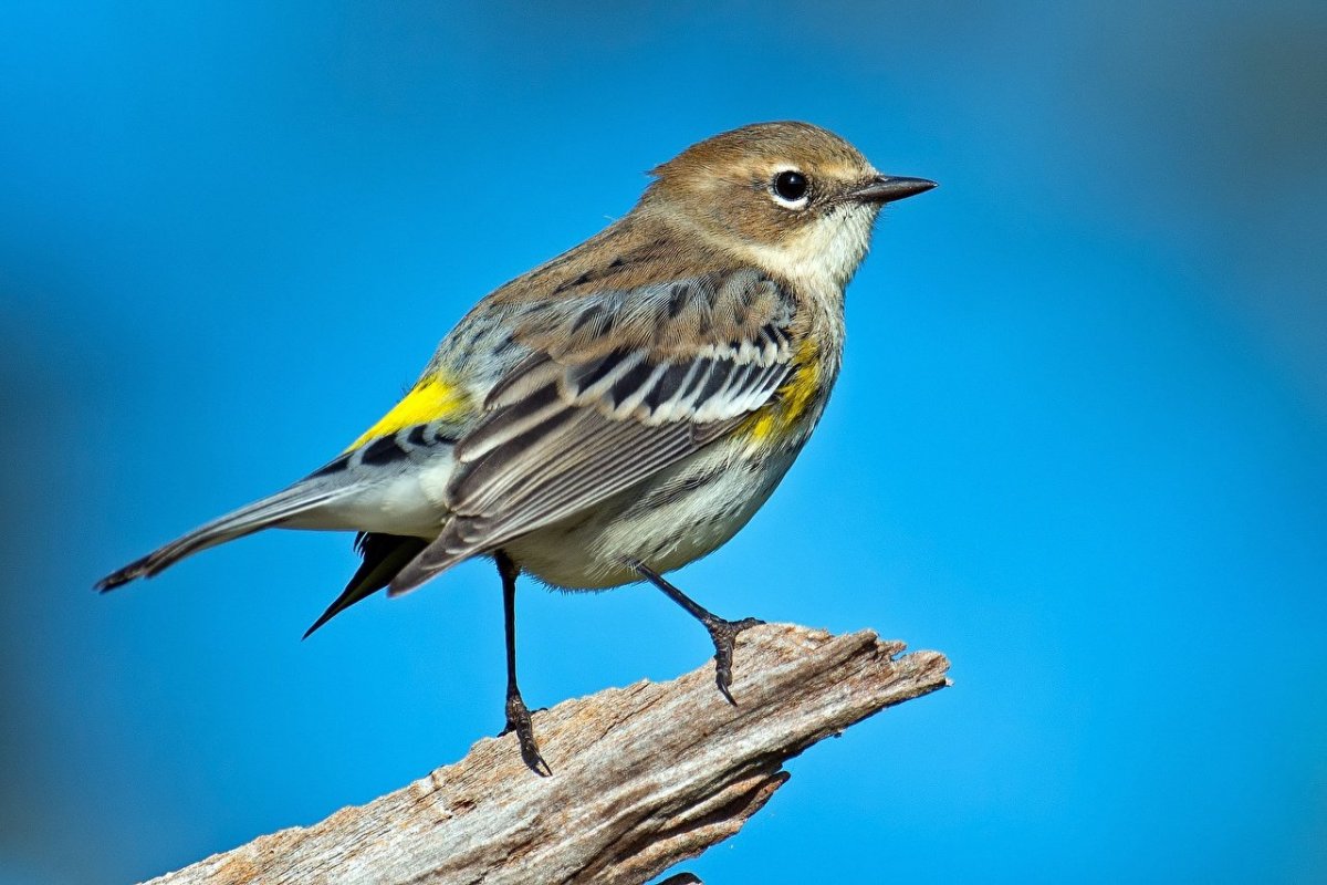 Птица Yellow Rumped Warbler