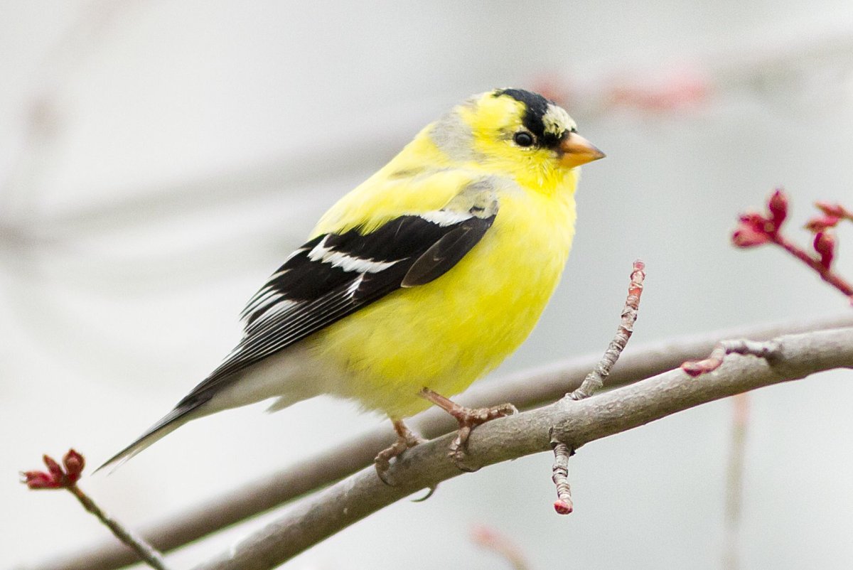 Eastern Goldfinch