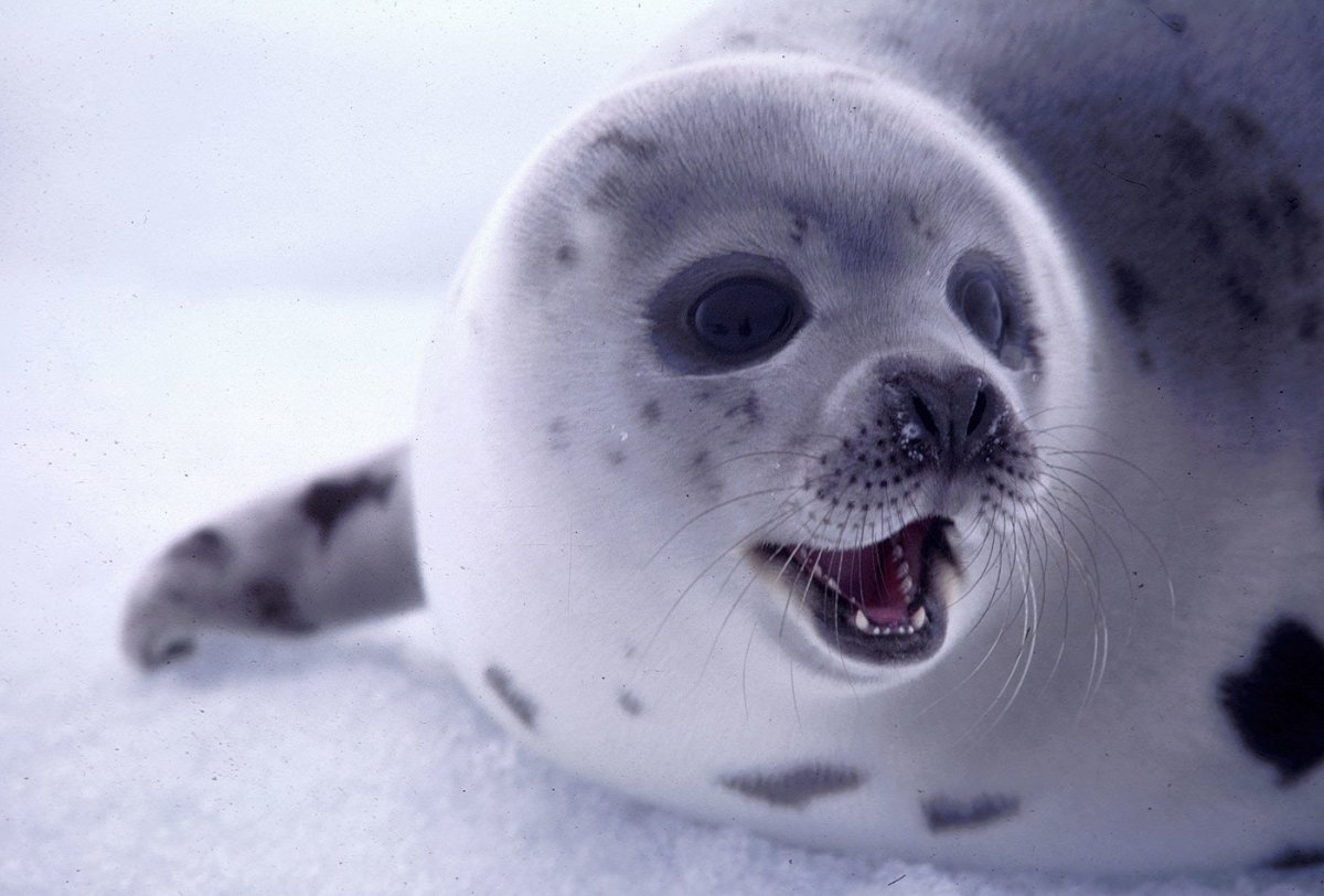 Кольчатая Нерпа Белек