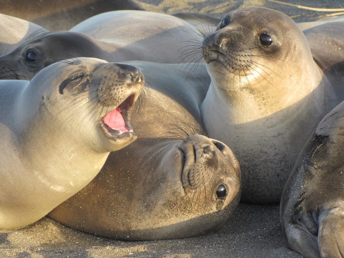 Морской котик тюлень Нерпа