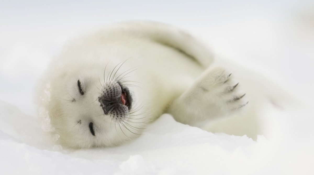 Гренландский тюлень детеныш