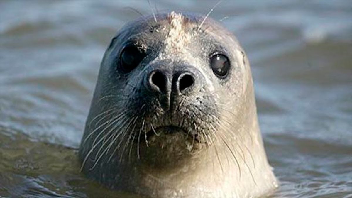 Тюлень выглядывает