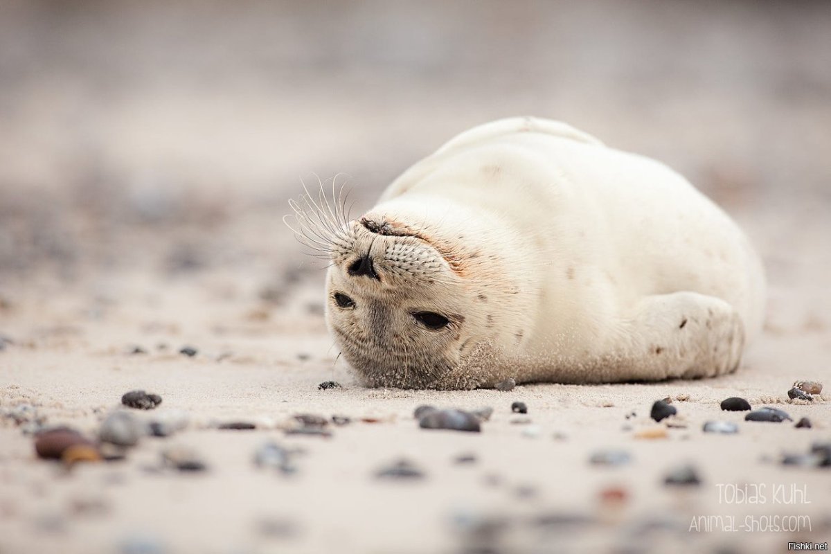 Морской котик лежит на спине