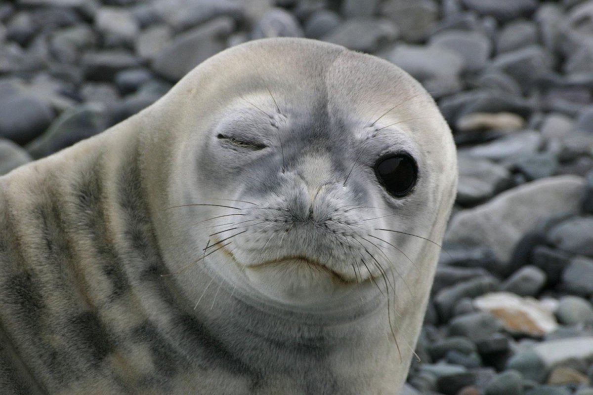 Смешной тюлень