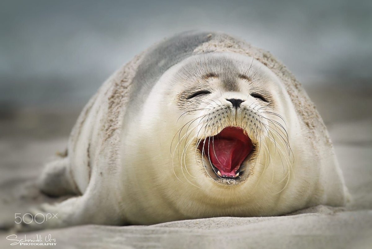 Морской котик улыбается