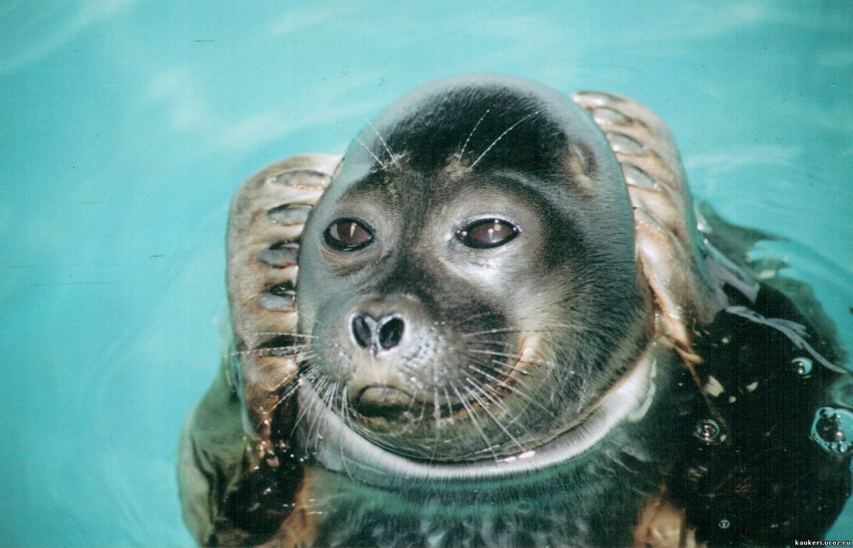 Глаза Байкальской нерпы
