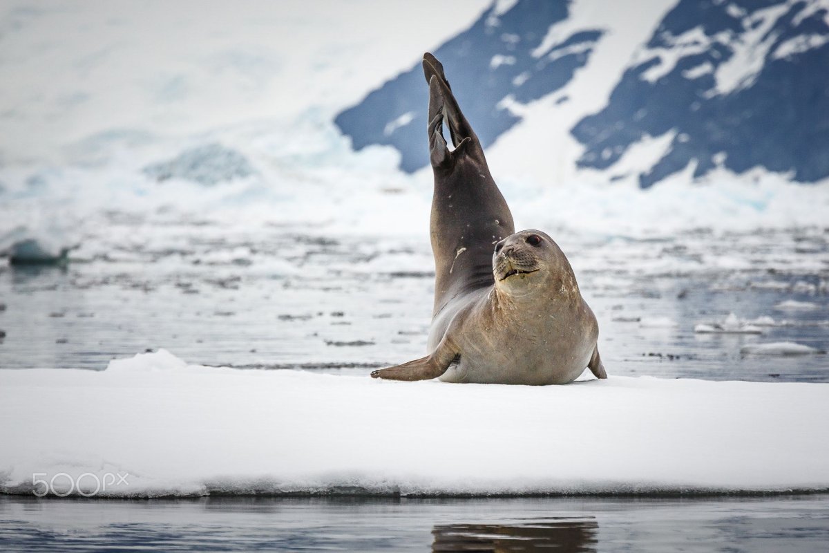 Попа тюленя