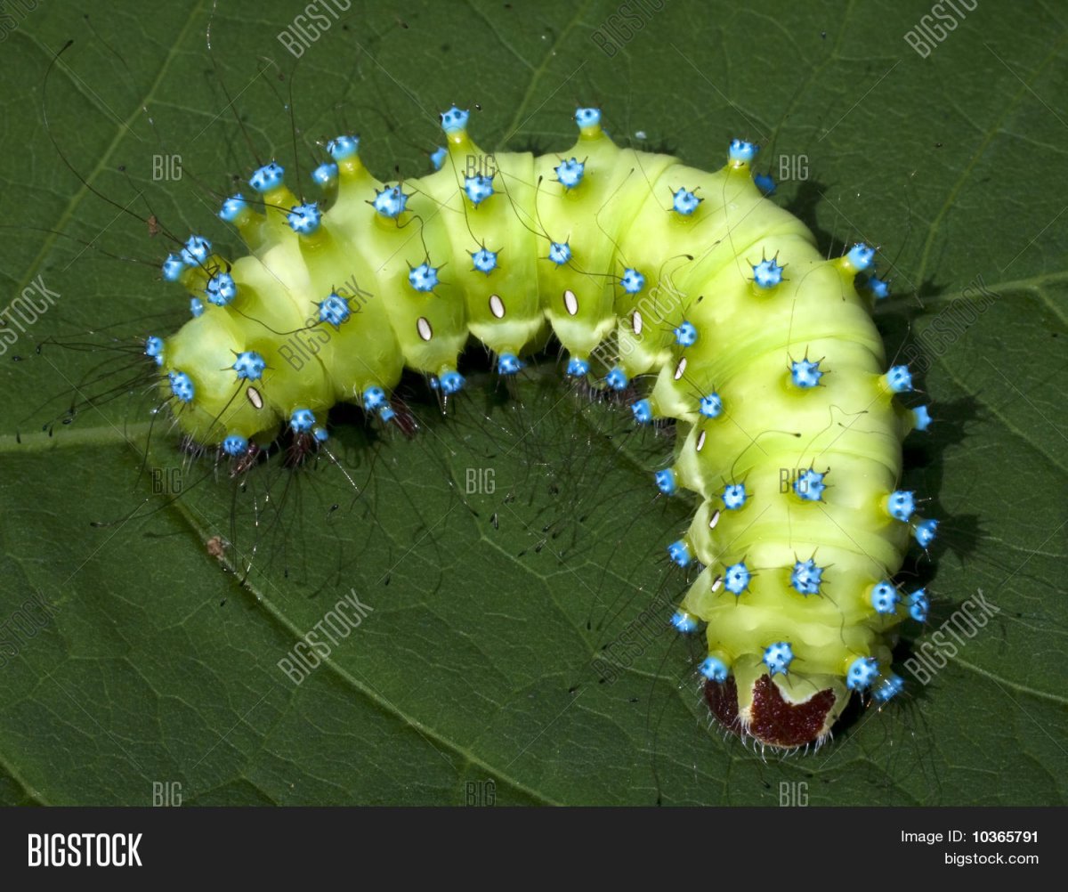 Зеленая гусеница с голубыми точками павлиноглазки грушевой