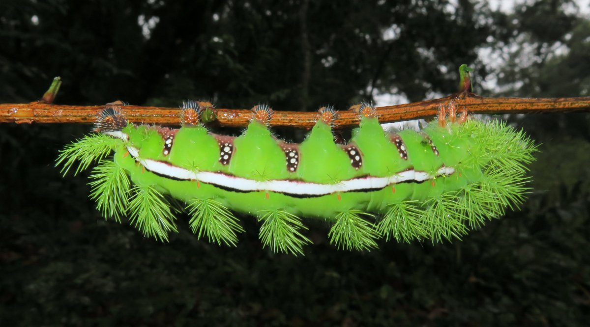 Гусеница моли павлиноглазки Saturniidae