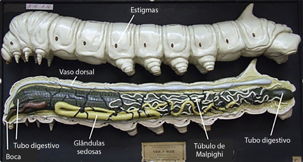 Анатомия гусеницы