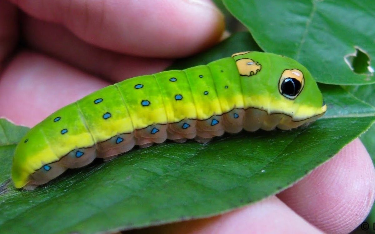 Papilio Troilus гусеница куколка