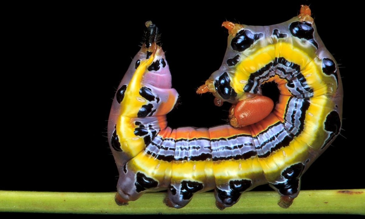 Яркие гусеницы