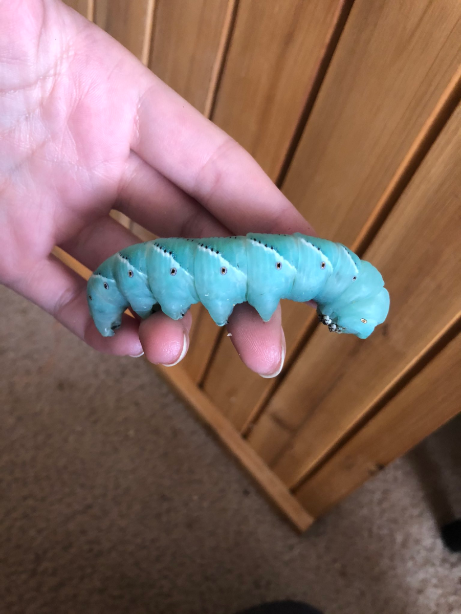 Страшные гусеницы