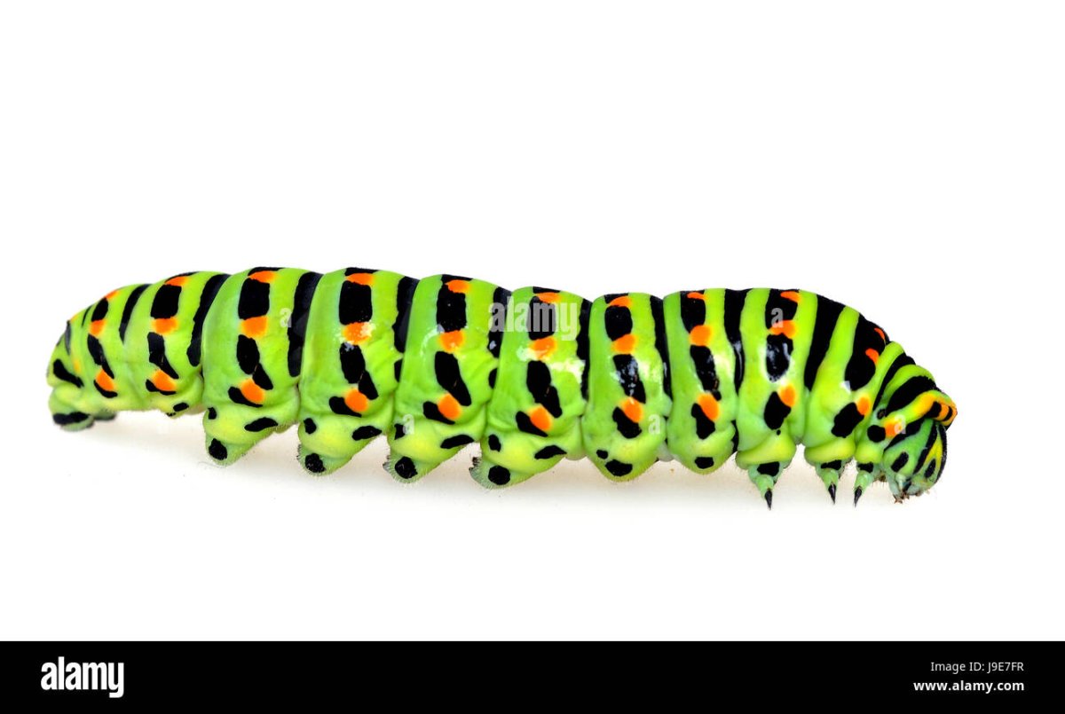 Карточки для детей. Насекомые гусеница