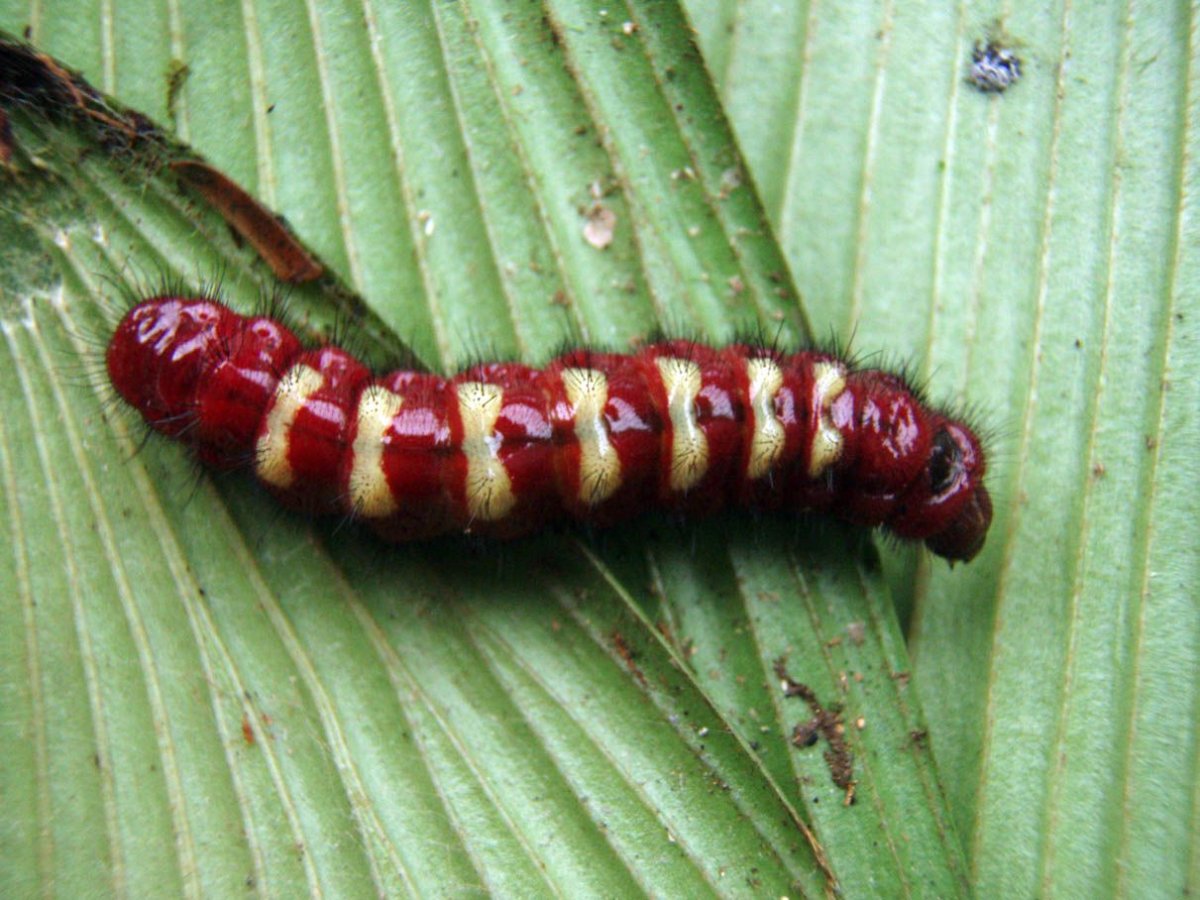 Красно белая гусеница