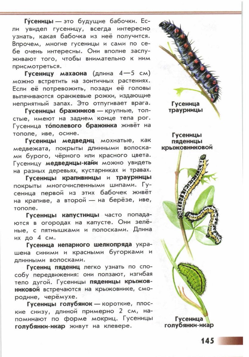 Атлас определитель от земли до неба гусеницы