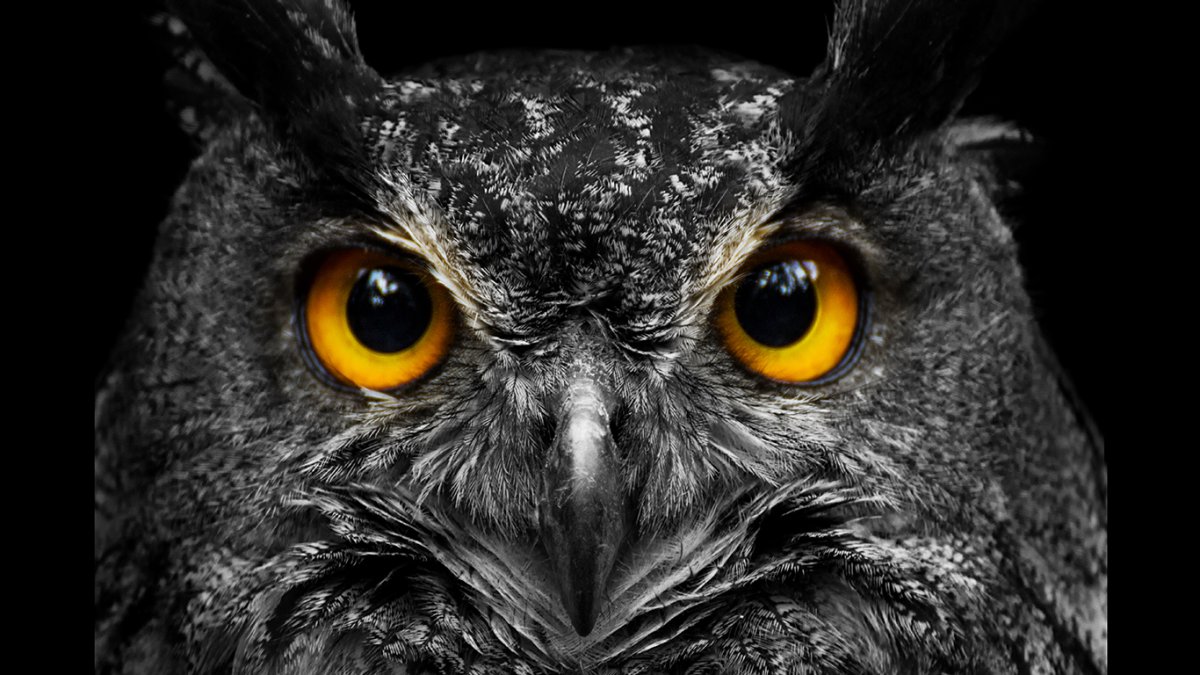 Сова с желтыми глазами