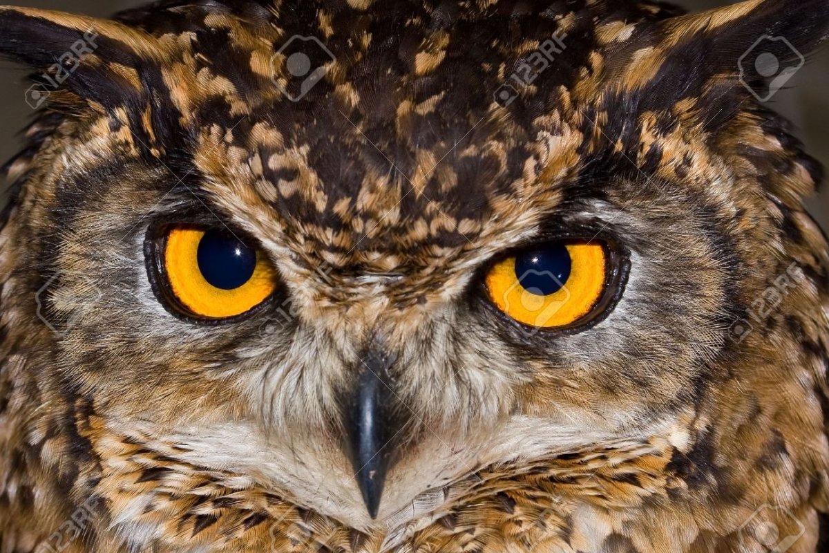 Орлиный Филин