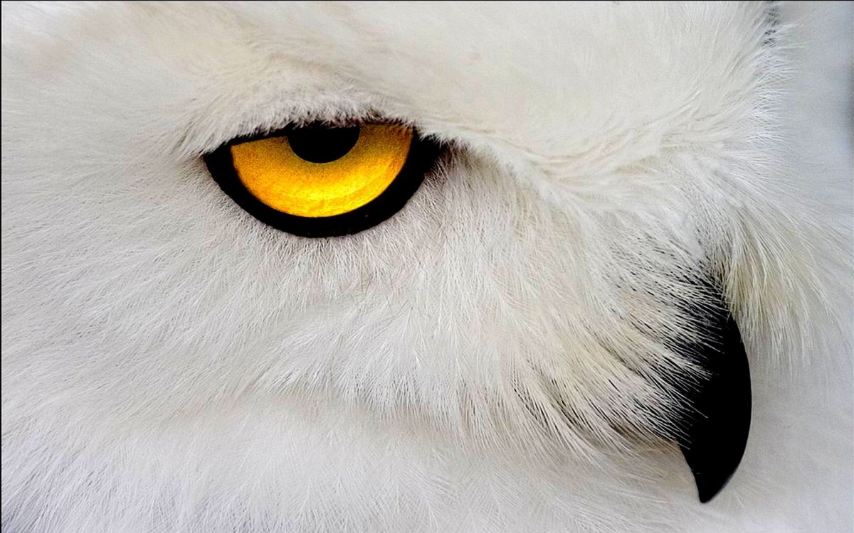 Глаза полярной Совы