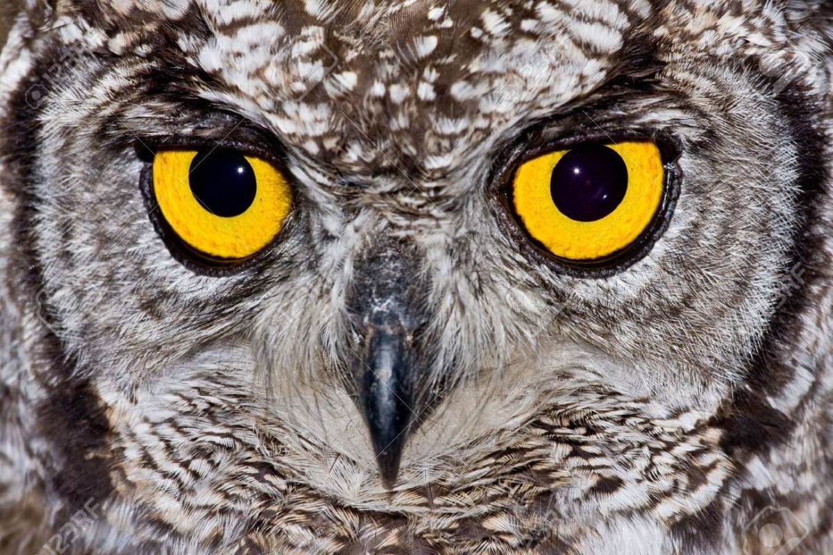 Филин в главной роли