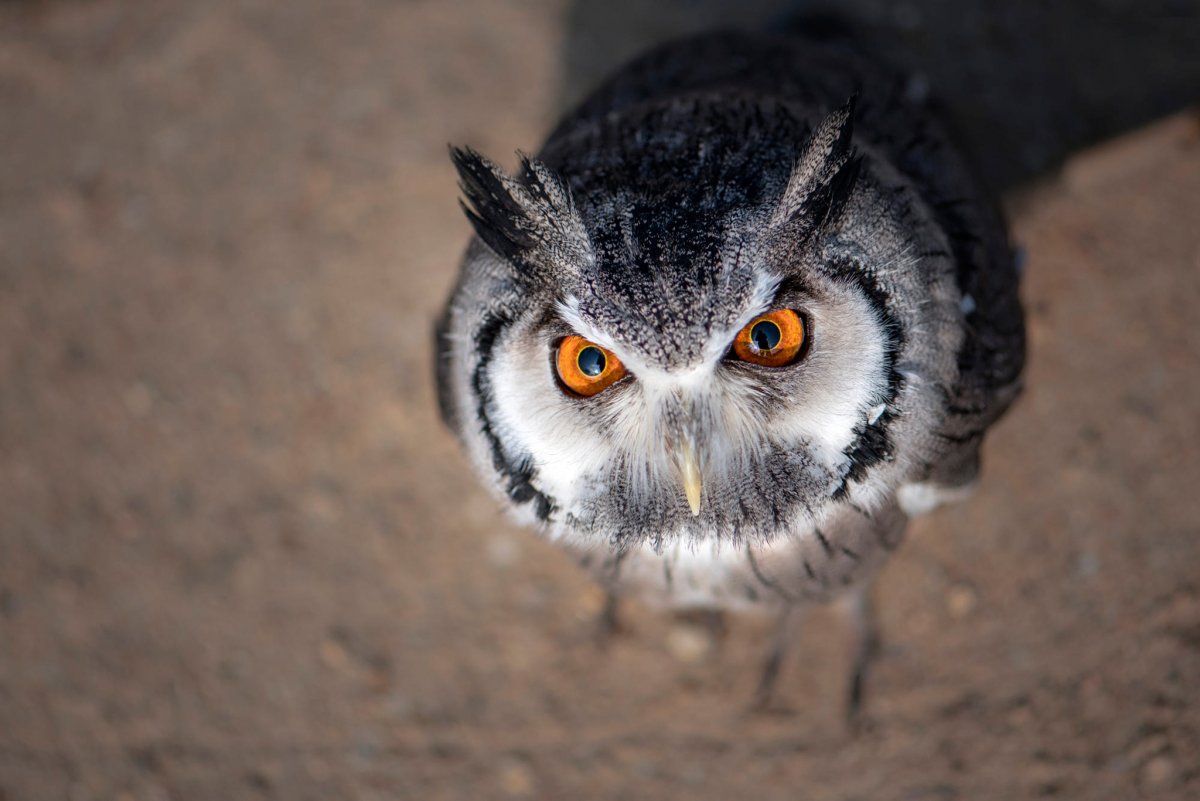 Сова с желтыми глазами
