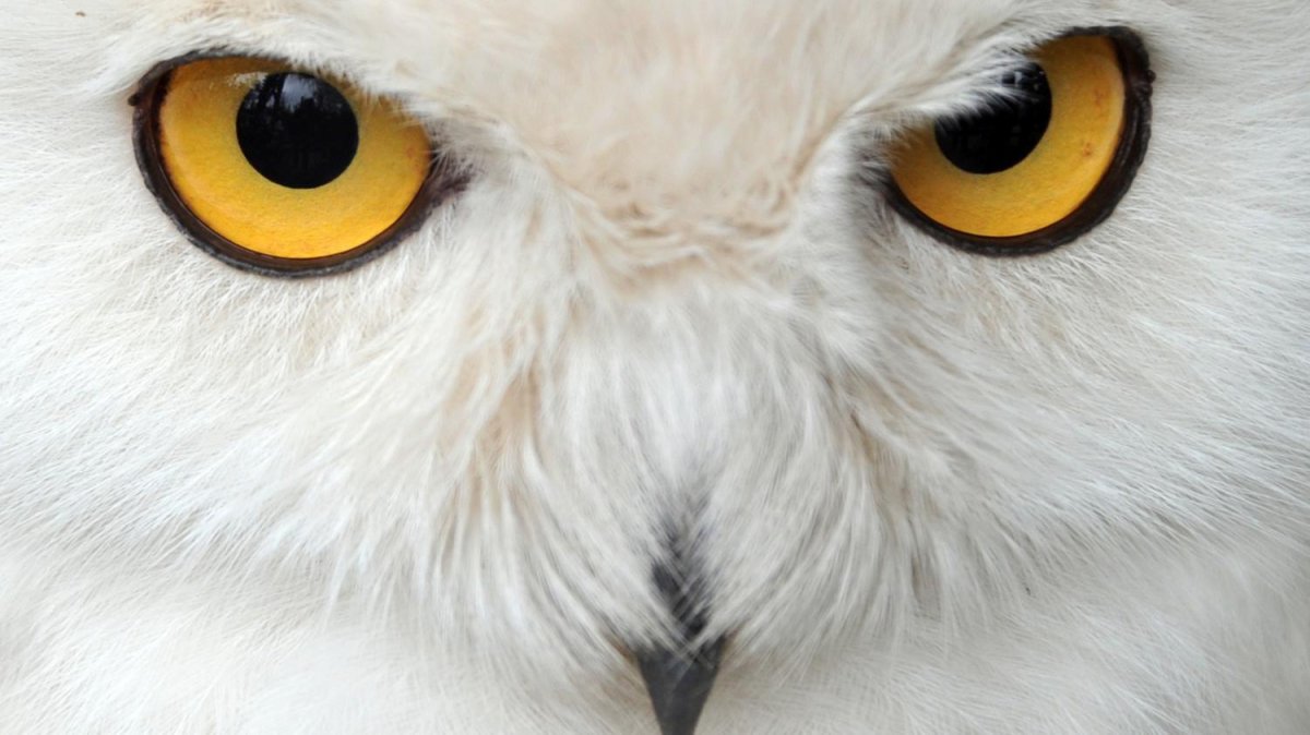 Сова с желтыми глазами