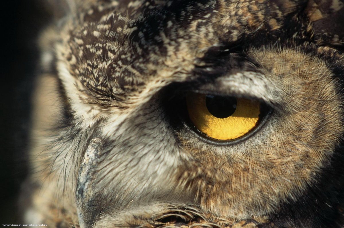 Фото Совы на аватарку