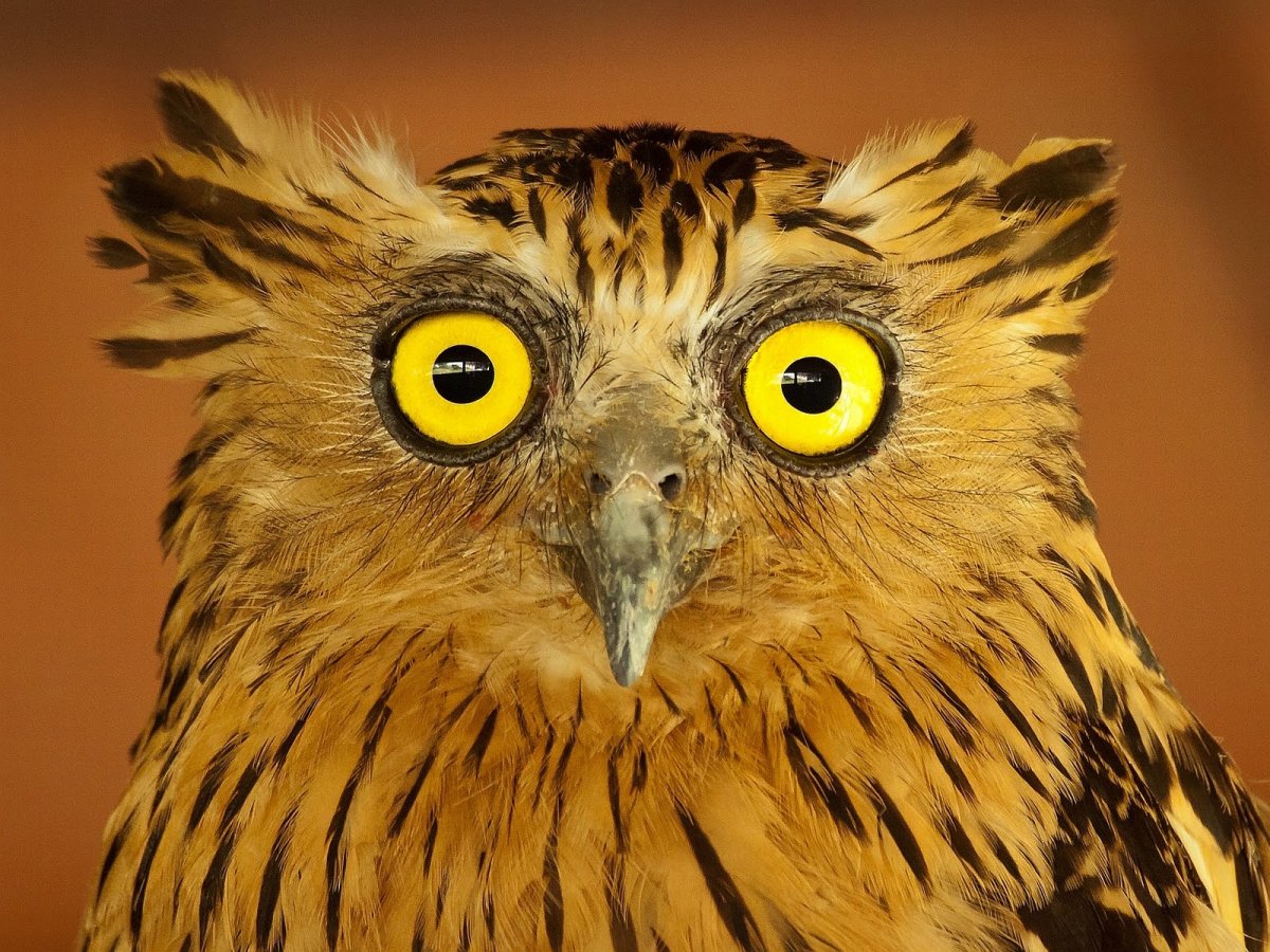 Сова на желтом фоне