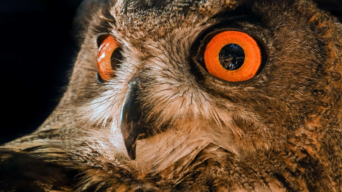 Сова с красными глазами