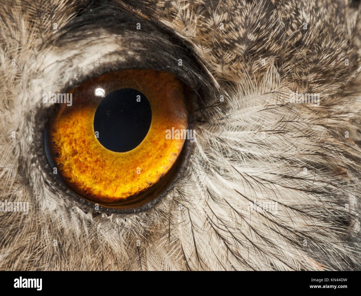 Глаз хищной птицы для отпугивания