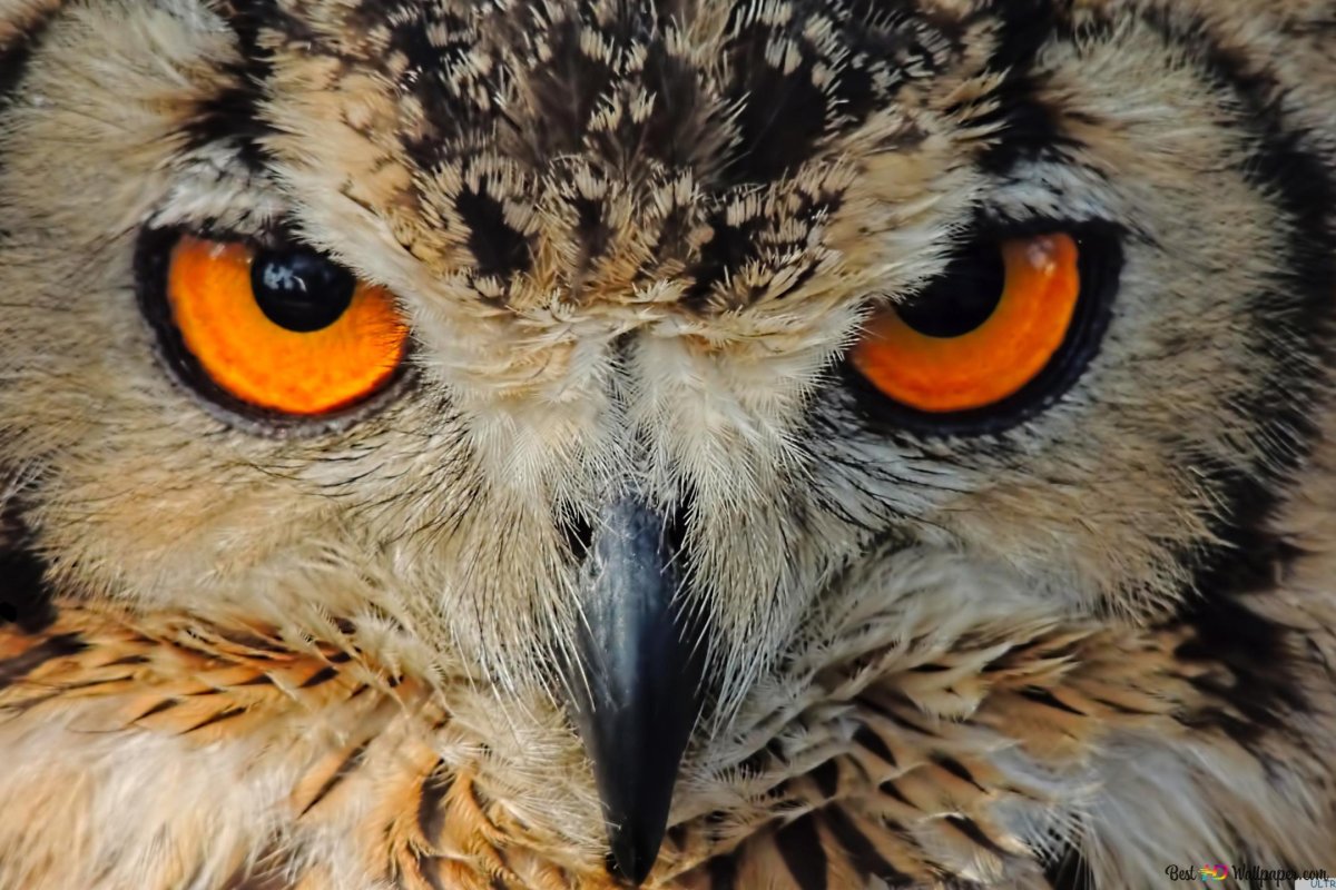 Пронзительный взгляд Совы