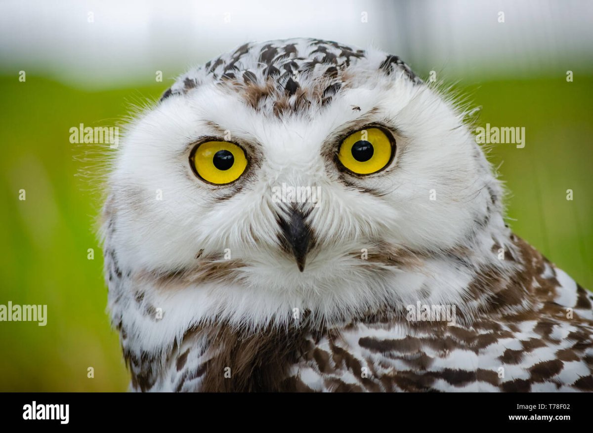 Трейды на снежную сову