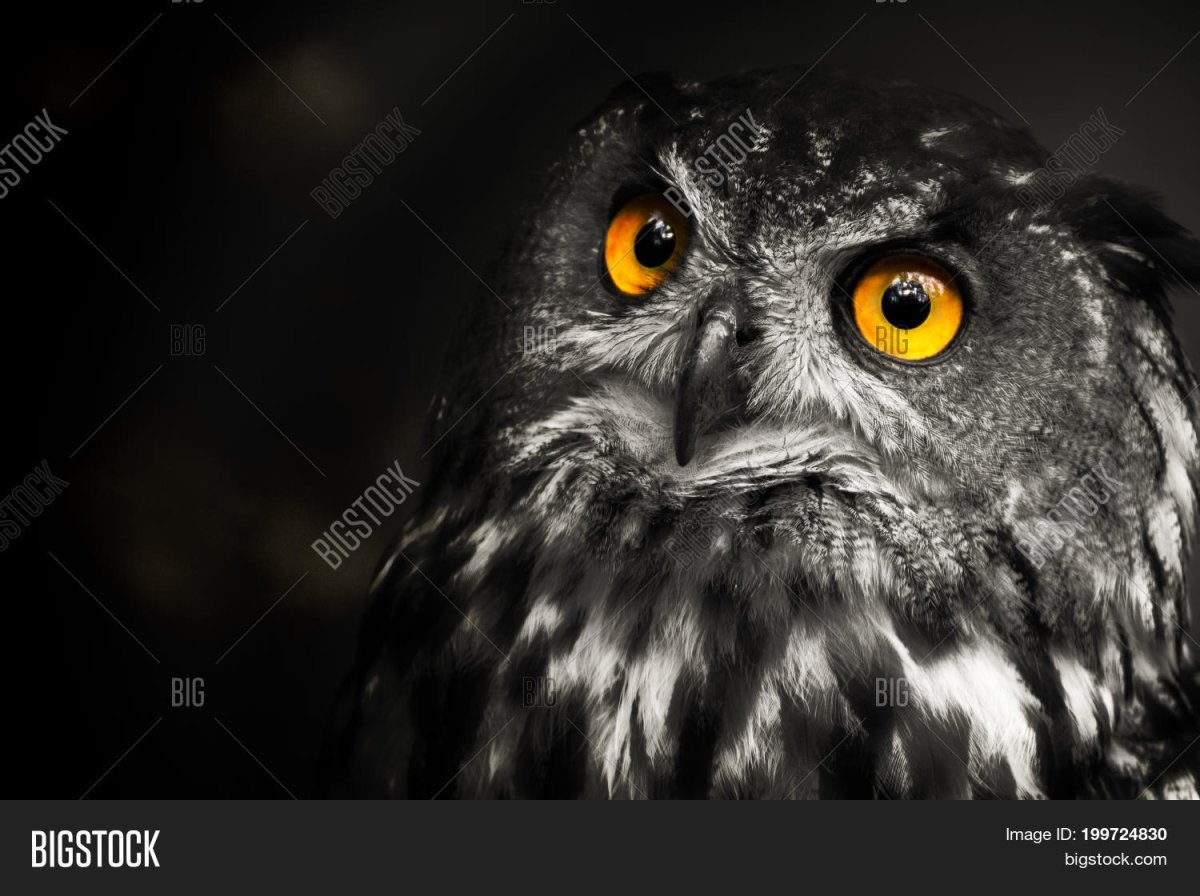 Черная Сова с желтыми глазами