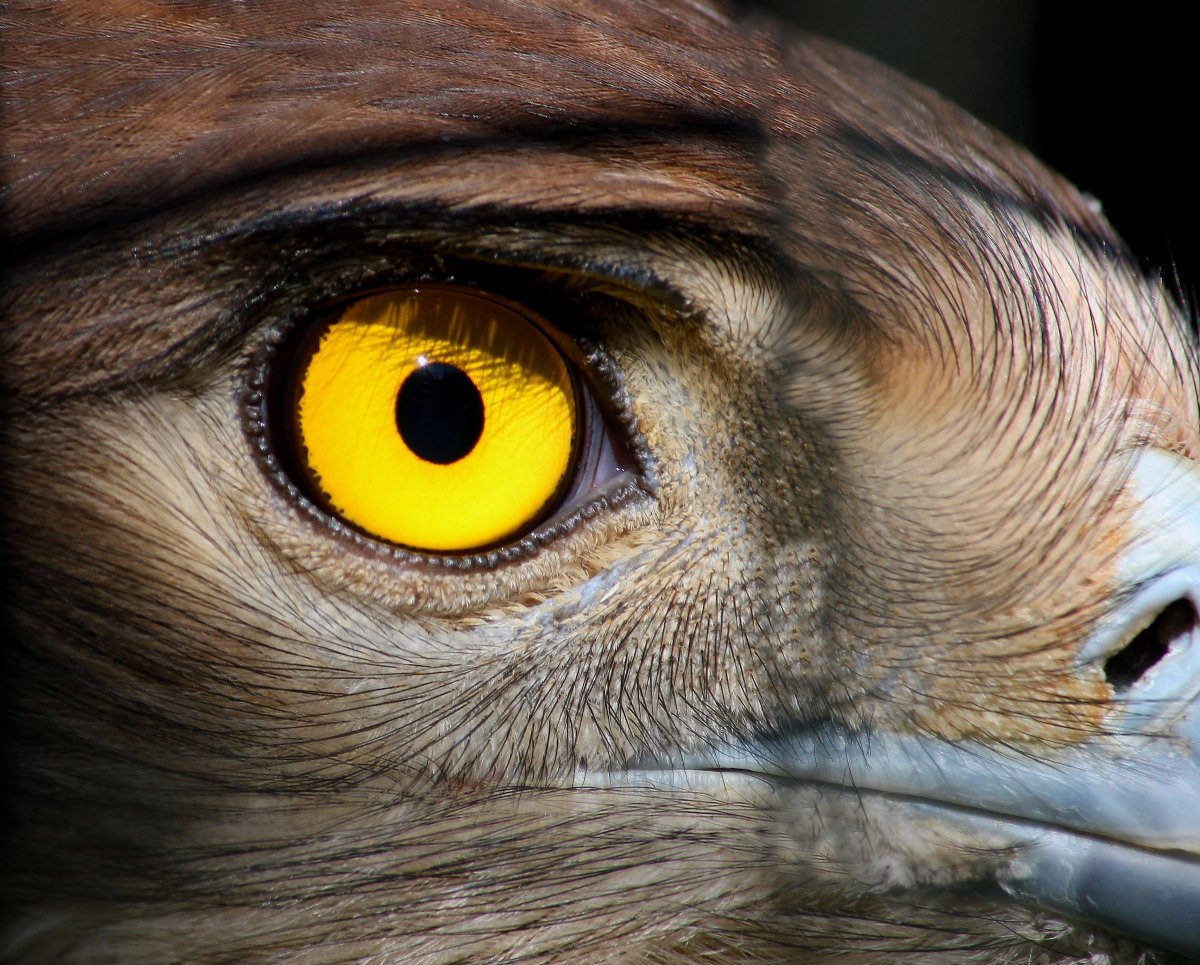 Глаза хищных птиц
