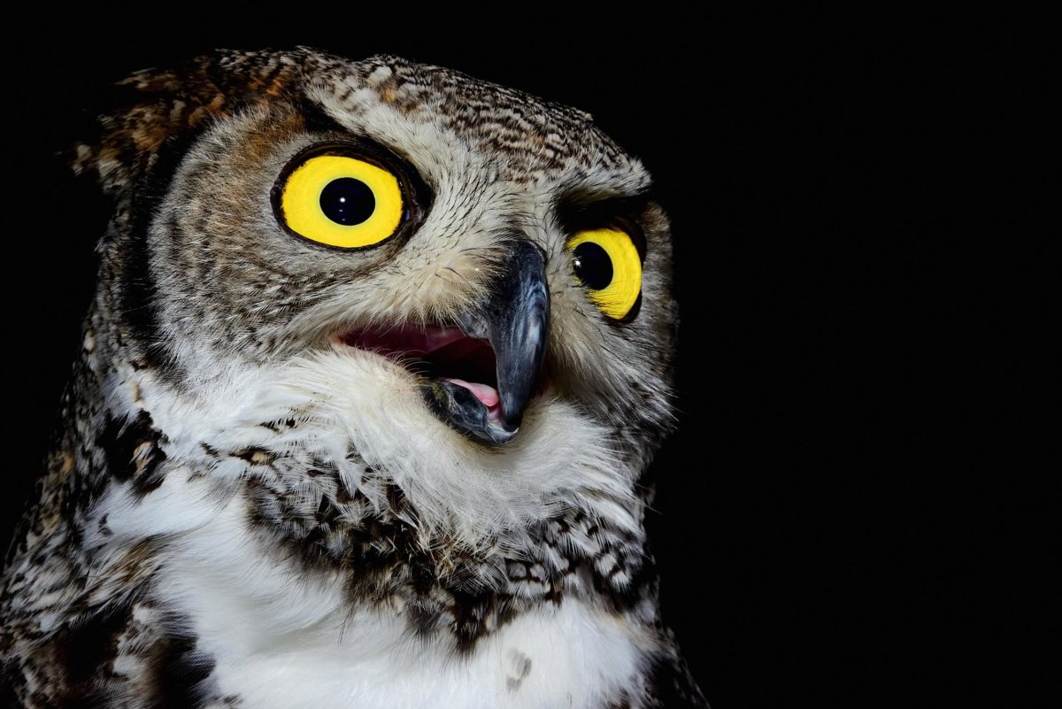 Глаза Филина