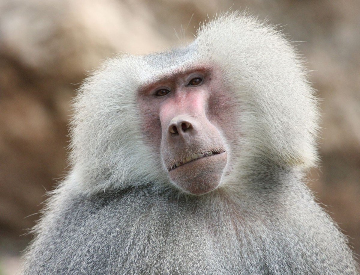 Павиан гамадрил