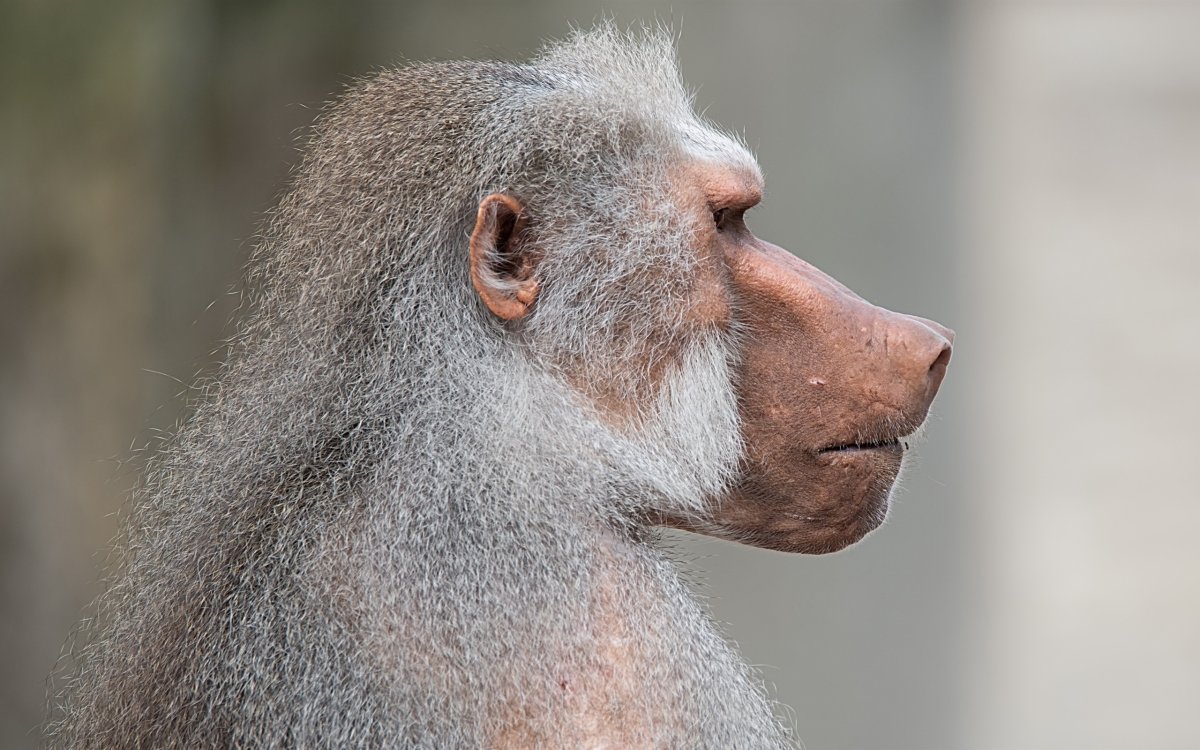 Обезьяна в профиль