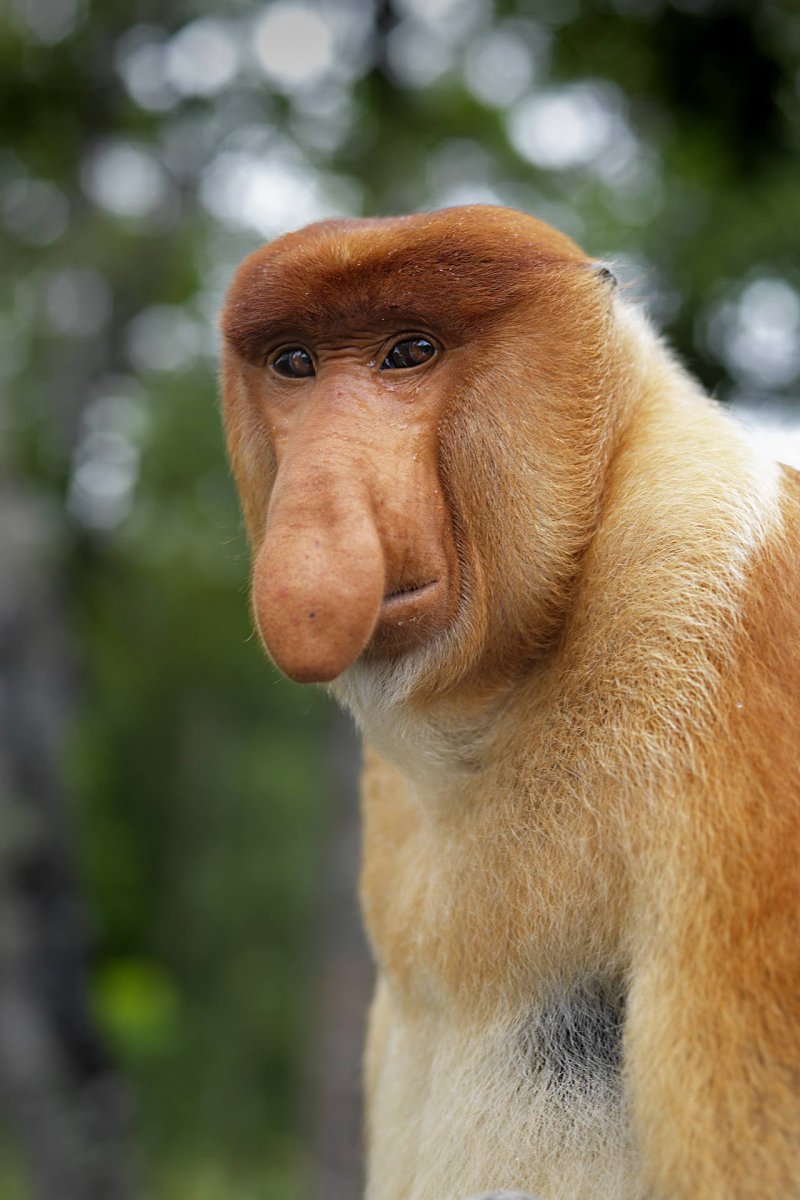 Обезьяна носач